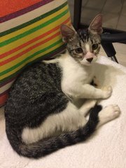 Kitties - Domestic Medium Hair Cat