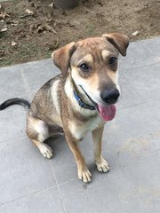 Peace (Formerly Case Or Suitcase) - Mixed Breed Dog