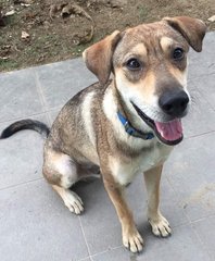 Peace (Formerly Case Or Suitcase) - Mixed Breed Dog