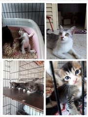5 Kittens - Domestic Short Hair Cat