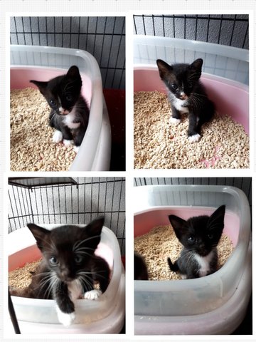 5 Kittens - Domestic Short Hair Cat