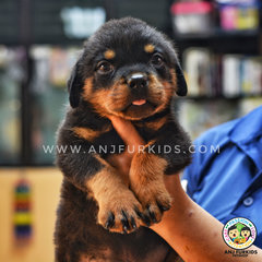 Quality  Female R2ottweiler Puppy - Rottweiler Dog