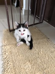 Active Kitten - Domestic Medium Hair + Domestic Short Hair Cat