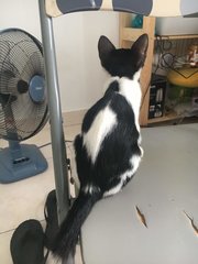 Oreo Black White Kitten - Domestic Short Hair Cat