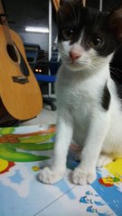 Oreo Black White Kitten - Domestic Short Hair Cat