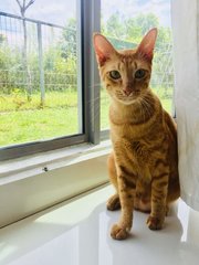 Will The Cat (Of Facebook Fame) - Domestic Short Hair Cat