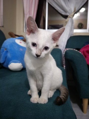 Cik Puteh - Domestic Short Hair Cat