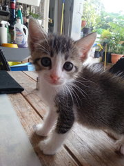 Lola - Tabby + Burmese Cat