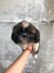 Shih Tzu Puppy (Promotion Price) - Shih Tzu Dog