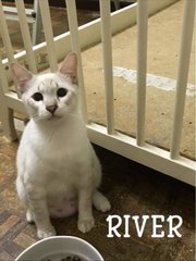 River - Domestic Short Hair Cat