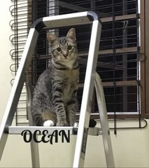 Ocean - Tabby Cat