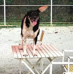 Happymama - Mixed Breed Dog