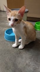Little Yellow Cat - Domestic Short Hair Cat
