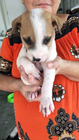 Oreo - Mixed Breed Dog