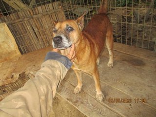 Buddy The Old Faithful  - Mixed Breed Dog