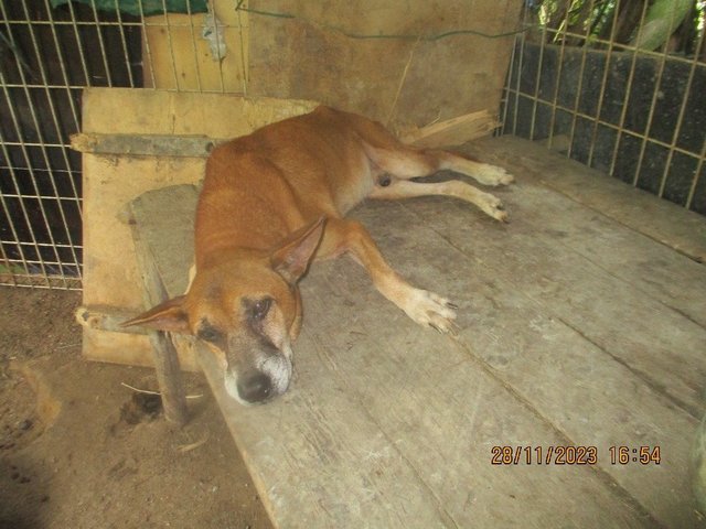 Buddy The Old Faithful  - Mixed Breed Dog