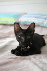 T'challa - Domestic Short Hair Cat