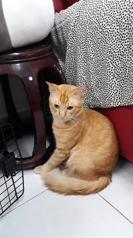 Golden W - Domestic Medium Hair Cat