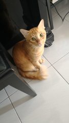 Golden W - Domestic Medium Hair Cat