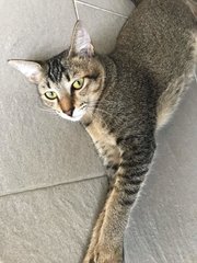 Muffin - Domestic Short Hair Cat