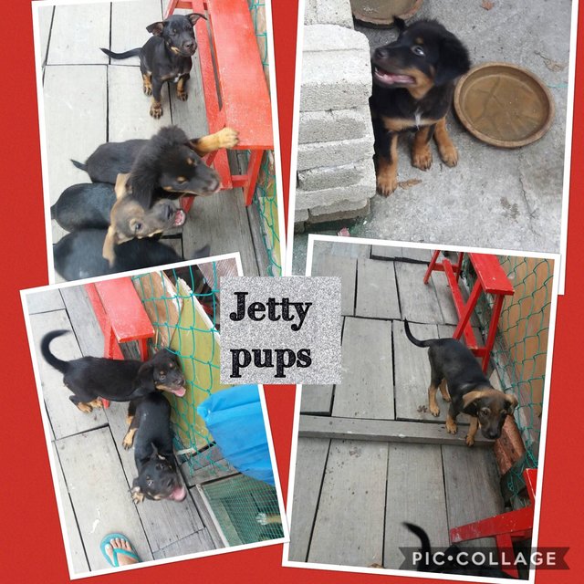 Jetty, Merry, Betty N Hetty- Adopted - Mixed Breed Dog