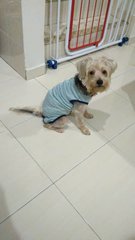 Oreo - Silky Terrier + Shih Tzu Dog
