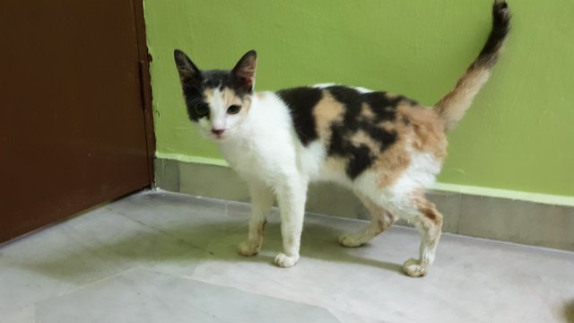 Yulia - Domestic Short Hair Cat