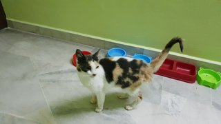 Yulia - Domestic Short Hair Cat