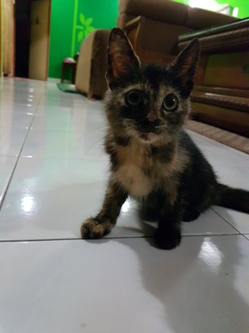 Choco - Domestic Short Hair Cat