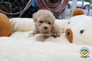 Adorable Male Crea3m Tiny Toy Poodle Pup - Poodle Dog