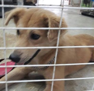 Golddy - Golden Retriever Mix Dog