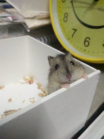 Peanut &amp; Butter Winter Babies - Short Dwarf Hamster Hamster
