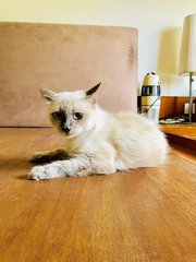 Meghan - Ragdoll + Siamese Cat