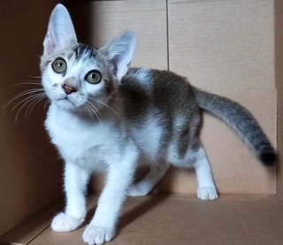 Popo - Domestic Short Hair Cat