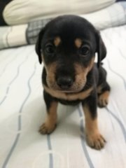 Kopi Sibling Of Milo Here Till 27 May - Mixed Breed Dog