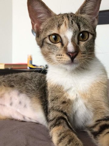 Fiji And Tonga - Domestic Short Hair Cat