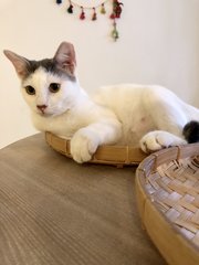 Maru - Domestic Short Hair Cat