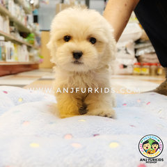 Adorable Female Maltese Mix Poodle Pups - Maltese + Poodle Dog