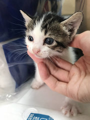 Mother &amp; Kitten - Domestic Short Hair Cat