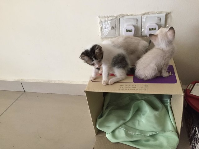 2 Adorable Kittens Up For Adoption - Singapura + Domestic Medium Hair Cat