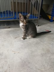 Mei Mei - Domestic Short Hair Cat