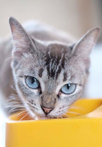 Urgent Fosterer Needed - Domestic Short Hair Cat