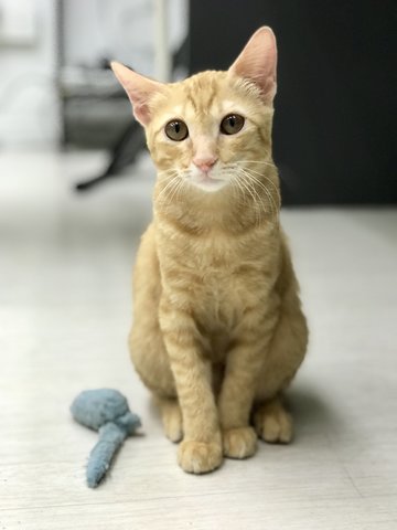Cory (Butter) - Domestic Short Hair Cat