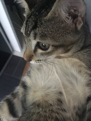 Nemu - Domestic Short Hair Cat