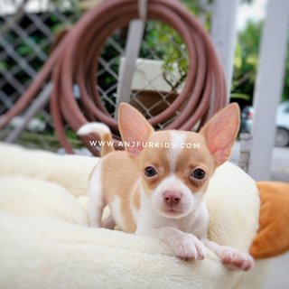 Adorable Female Smooth Cfoat Chihuahua - Chihuahua Dog