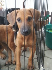 Brownie - Mixed Breed Dog