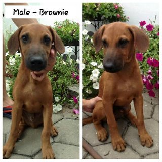 Brownie - Mixed Breed Dog