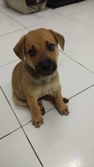 Lucky - Mixed Breed Dog