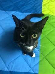 Zoro And Oreo - Domestic Short Hair + Tuxedo Cat