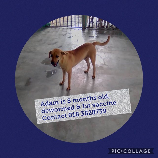 Adamm - Mixed Breed Dog